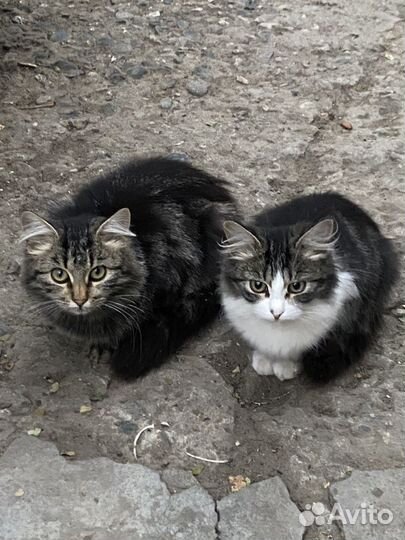 Котята бесплатно