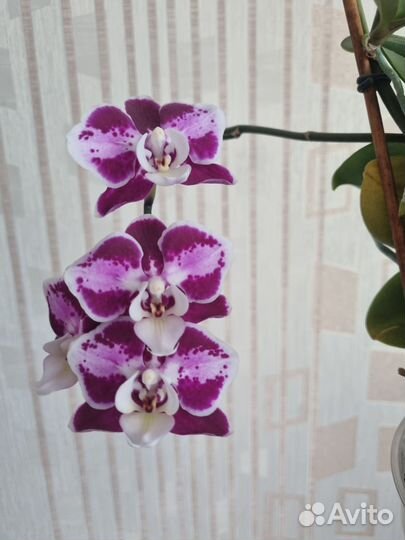 Орхидея