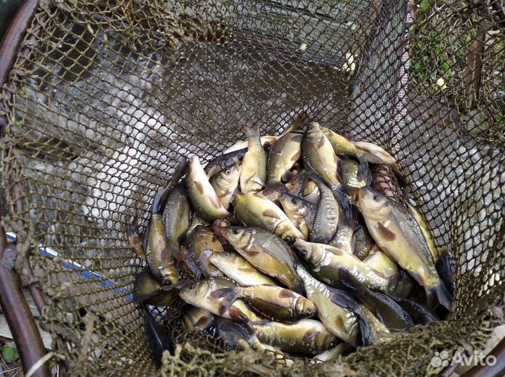 Продам малька карпа