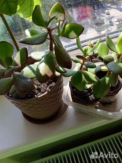 Денежное дерево/Толстянка