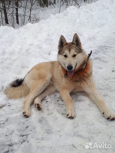 Западно сибирская лайка