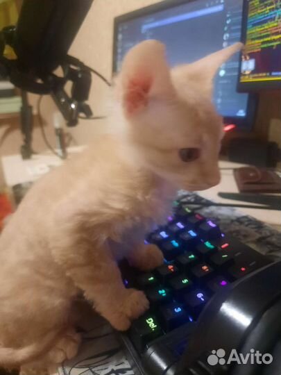 Донской сфинкс, мальчик