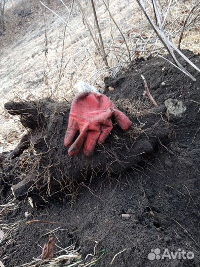 Адамов корень