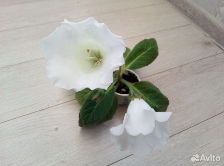 Глоксиния Тидеи