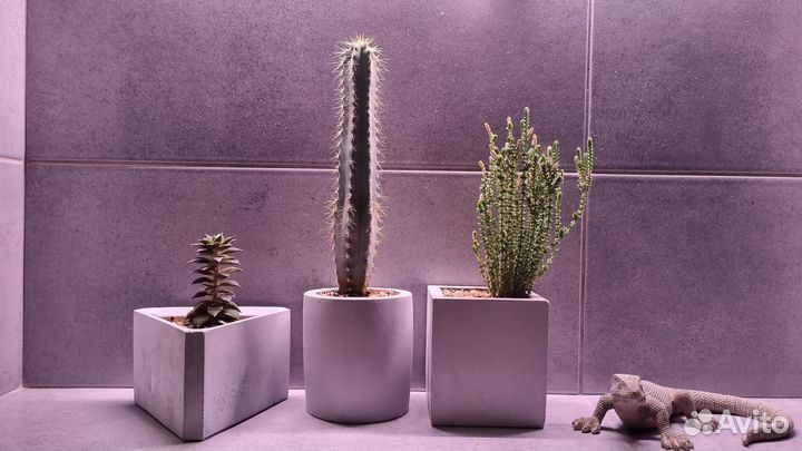 Интерьерная композиция в бетонных кашпо