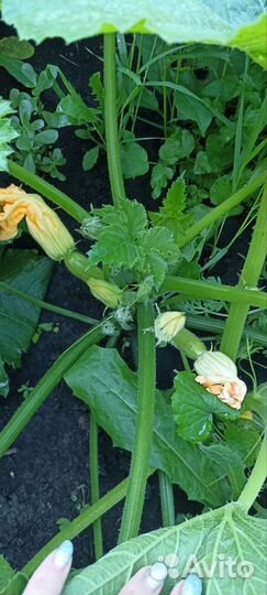 Продам свежие кабачки