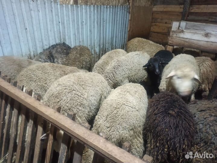 Продам Овец Баранов Ягнята Разные Породы