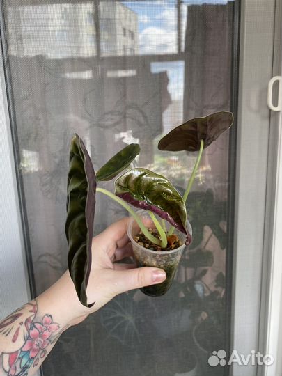 Alocasia cuprea red secret