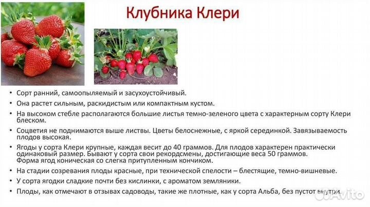 Рассада клубники клери
