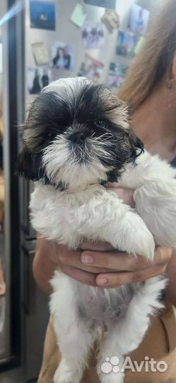 Щенки ши-тцу