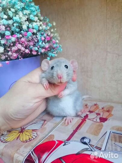 Крыса Дамбо, клетка, редкий окрас, крысята