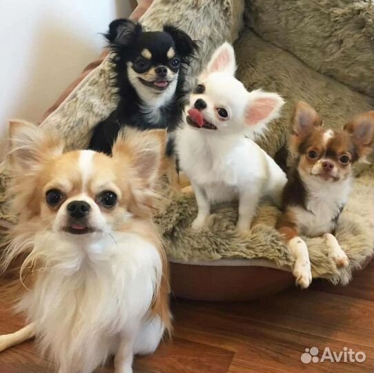 Шикарные щенки Чихуахуа мальчики