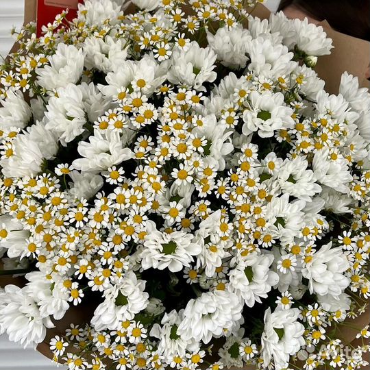 Букет ромашек. Букет гигант
