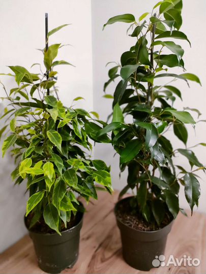 Фикус бенджамина