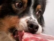 Мясо говядина для собак
