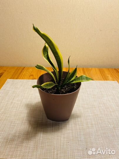 Сансевиерия Футура Суперба