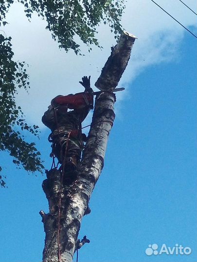 Спил деревьев