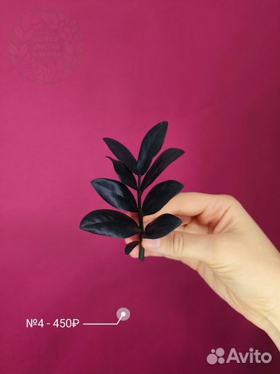 Замиокулькас Блек Равен