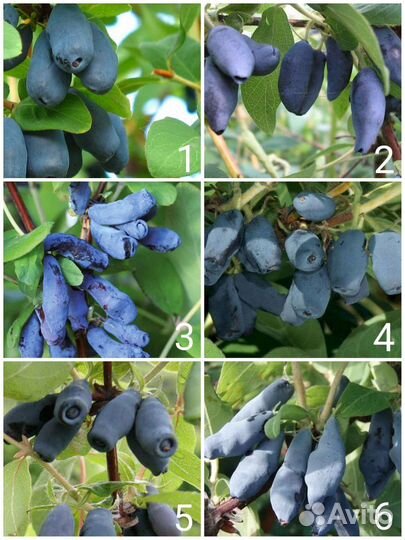 Саженцы канадской и российской жимолости