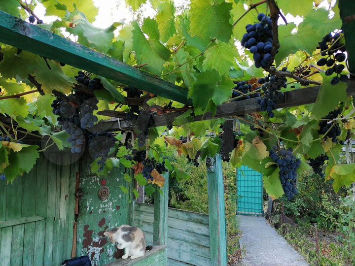 Участок 4,8 сот. (СНТ, ДНП)