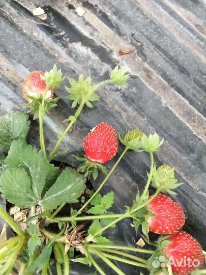 Продам касетную рассаду Клубника