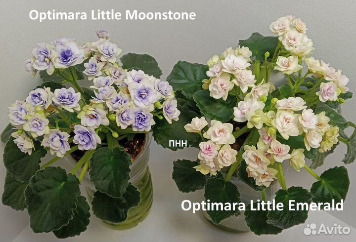 Фиалки сортовые мини и полумини