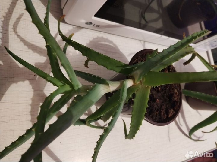 Алоэ древовидное