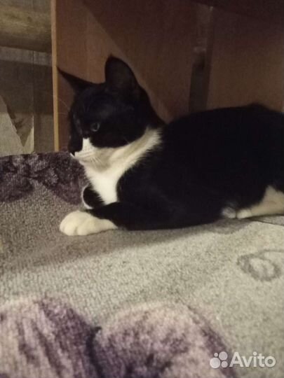 Котенок мальчик