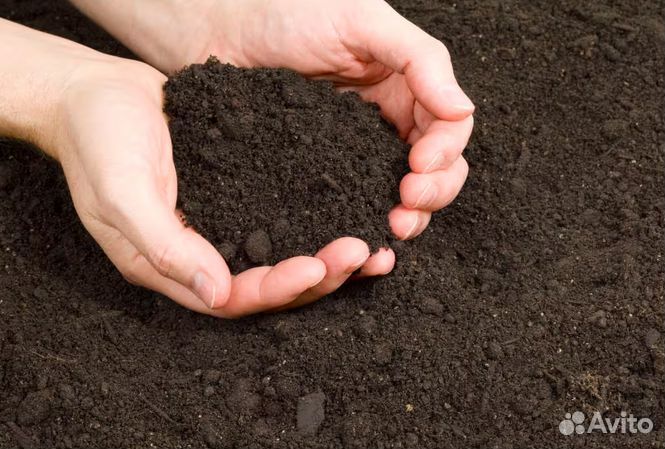 Чернозем грунт