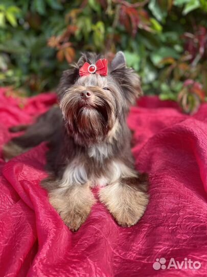 Шоколадный йорк,девочка