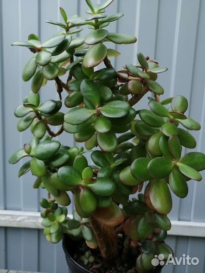 Денежное дерево + цветок в подарок