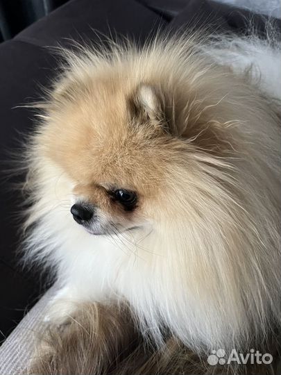 Померанский шпиц вязка кобель