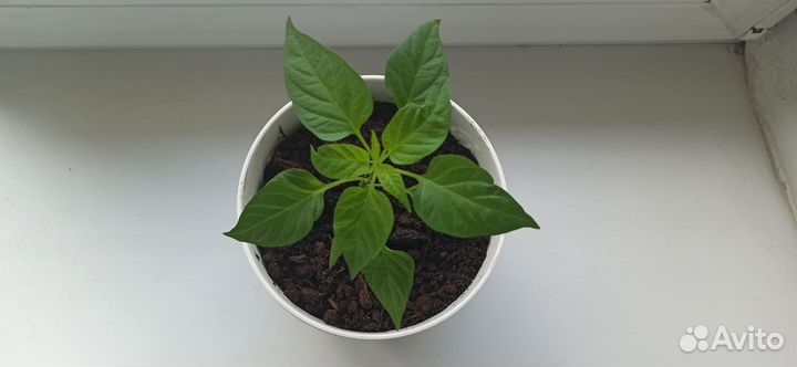 Рассада острого перца