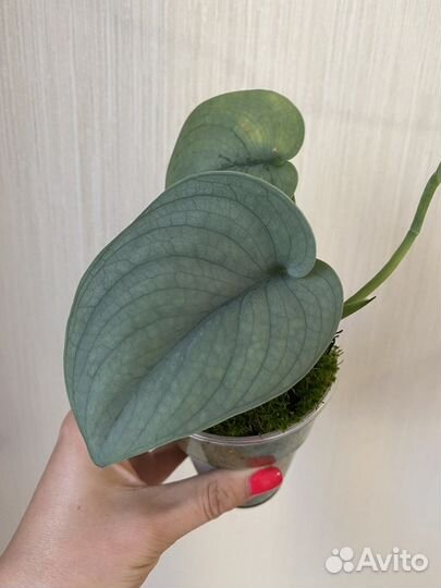 Сциндапсусы сортовые