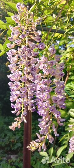 Глициния канадская Блу Мун