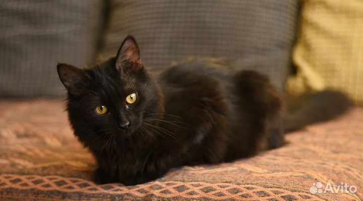 Котенок Нуара в добрые руки