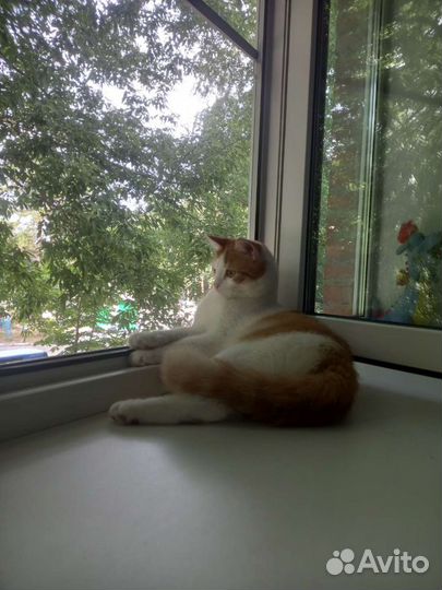 Кошка в дар бесплатно