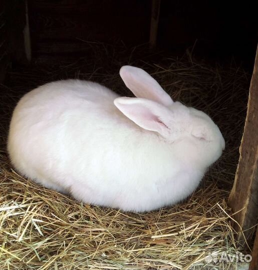 Самец мясной породы белый паннон