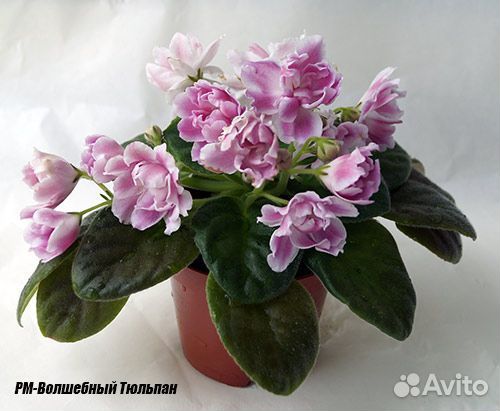 Фиалки сортовые детки