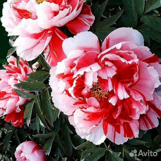 Пионы сортовые гибрид