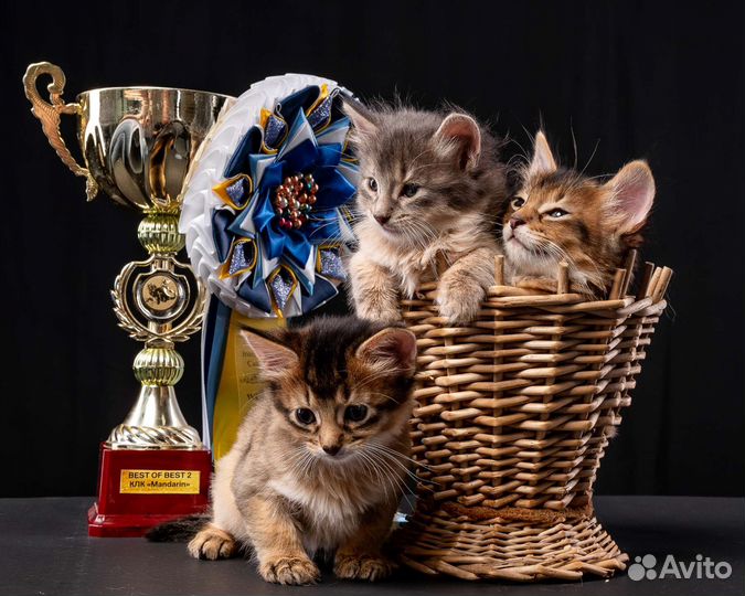 Мегаласковый котёнок Сомали с документами