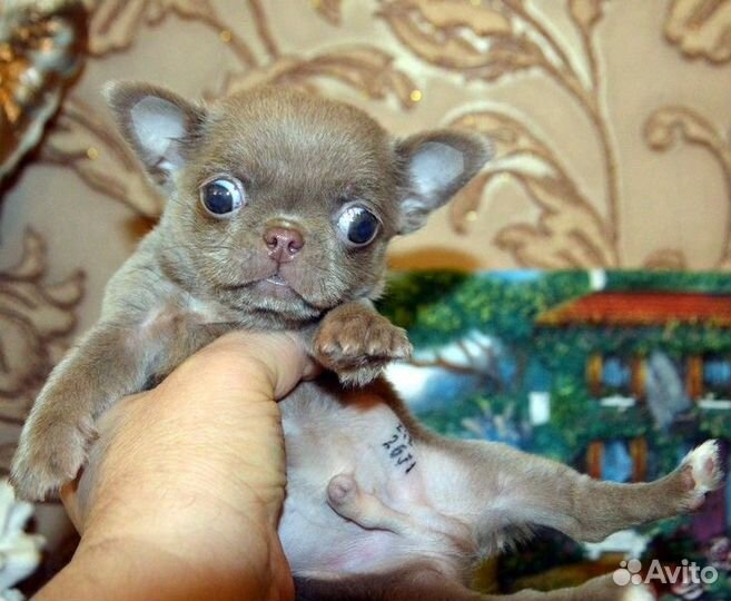 Чихуахуа большой выбор курносеньких малышей