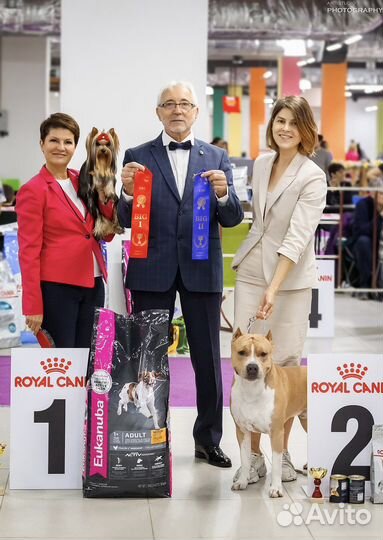 Вязка американский Стаффордширский терьер амстафф