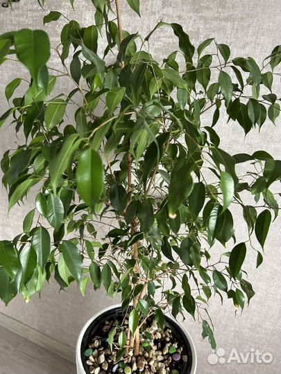 Фикус Бенджамина