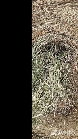 Сено в рулонах 2023