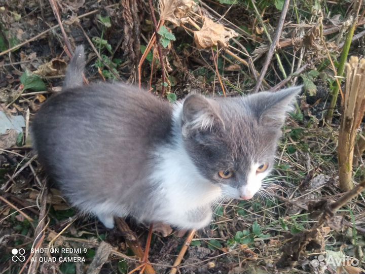Котята в добрые руки, возраст 2 месяца