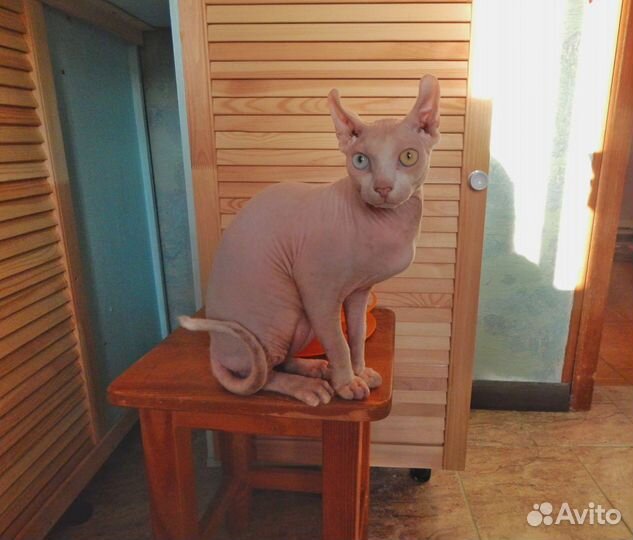 Сфинкс эльф вязка