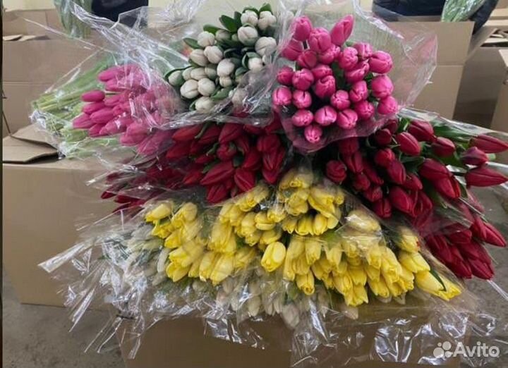 Тюльпаны к 8 марта