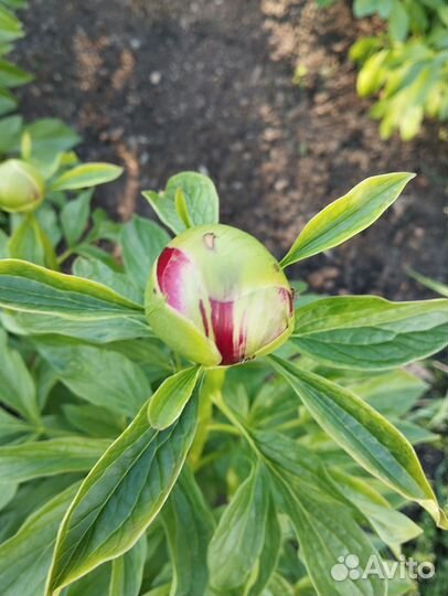 Пионы букет