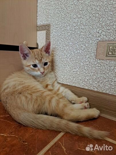 Рыжие солнышки